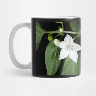 White hot pepper flower (Capsicum annuum cultivar) close-up Mug